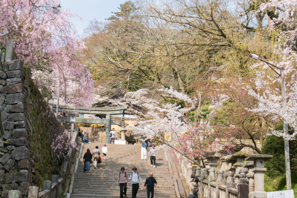 Spring and cherry blossom in Kotohira
© Manon Mathieu