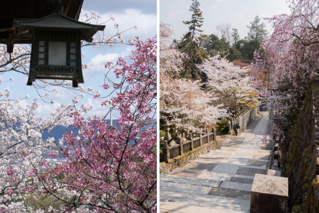 Beautiful cherry blossom on the way to Kotohira Gu, spring season in Kotohira.
©Manon Mathieu