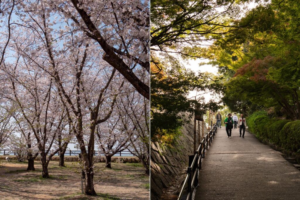 Spring cherry blossom or green lush vibes of autumn in Marugame