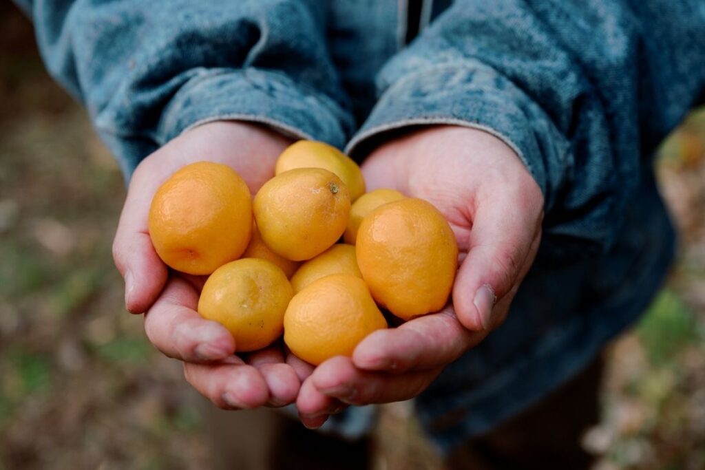 Growing together, from farm to project for Kagawa prefecture.
©Chebi Nagai