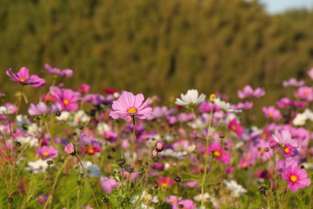 Flowers from Sabumi Terrace, In Kagawa ©Manon Mathieu