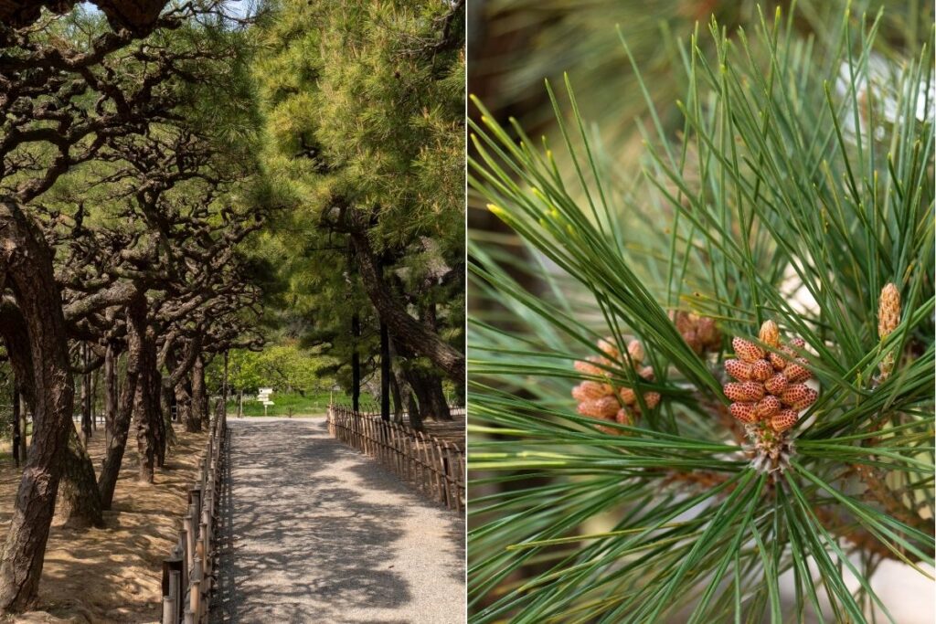 Beautiful pines you can discover in the garden ©Manon Mathieu