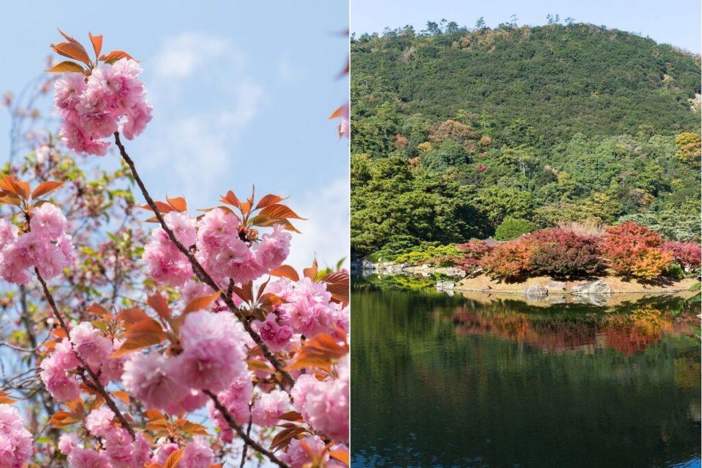 Seasonal and colours changing in Ritsurin Garden  ©Manon Mathieu
