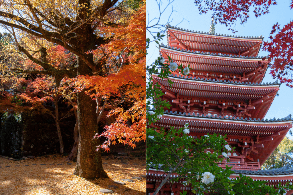 Five storied Pagoda near Botanical Garden with autumn colours ©Manon Mathieu