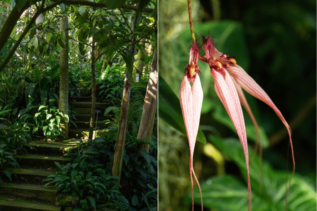 Plants at botanical gardens, a must do visit in Kochi. ©Manon Mathieu