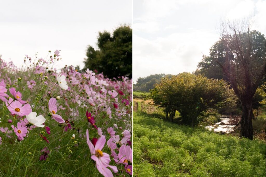 Many flowers and nature changing according to seasons. ©Manon Mathieu