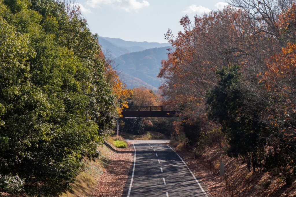 Road to Manno Park. ©Manon Mathieu
