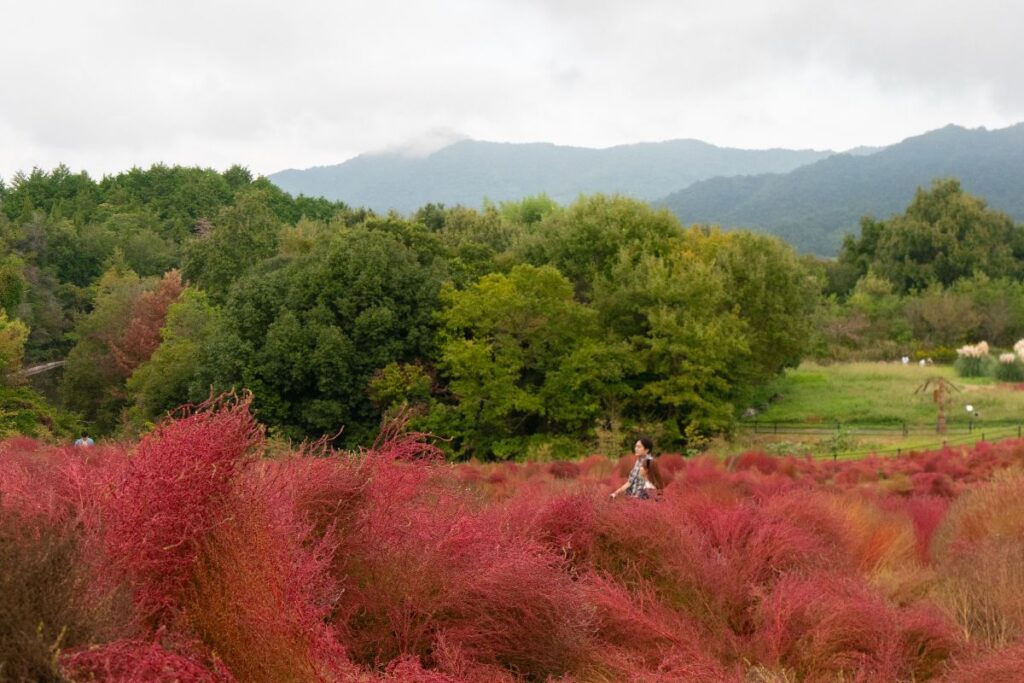 Ryuzu Hill in autumn. ©Manon Mathieu