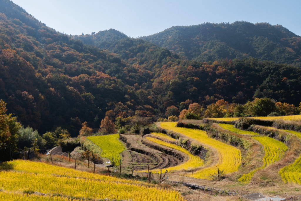 Rice fields in autumn ©Manon Mathieu