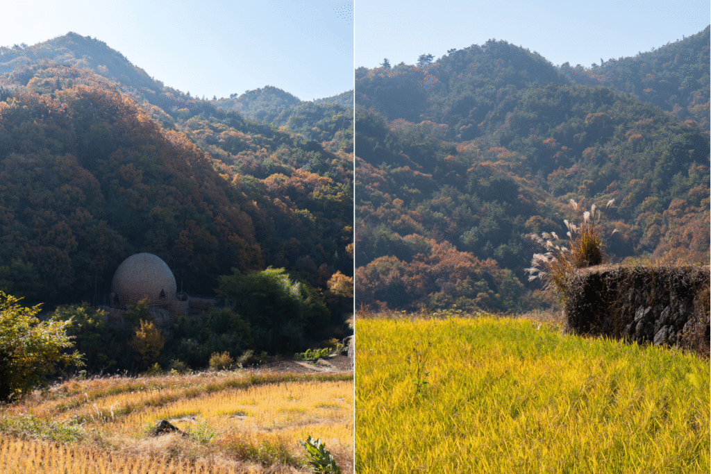 Rice fields in the heart of Shodoshima Island ©Manon Mathieu