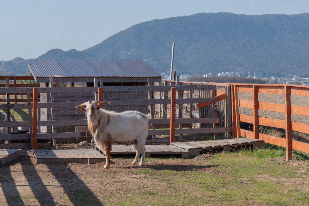 Visit Sunnyside fields farm and shop from Kotohira ©Manon Mathieu