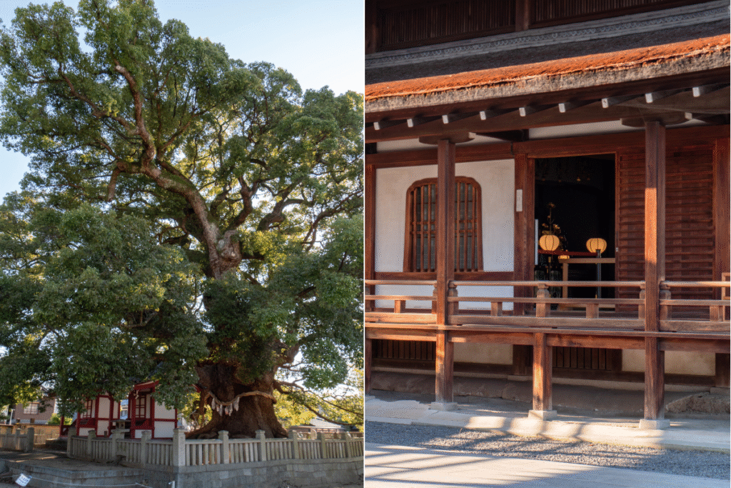 Beautiful camphor tree in the main precinct ©Manon Mathieu